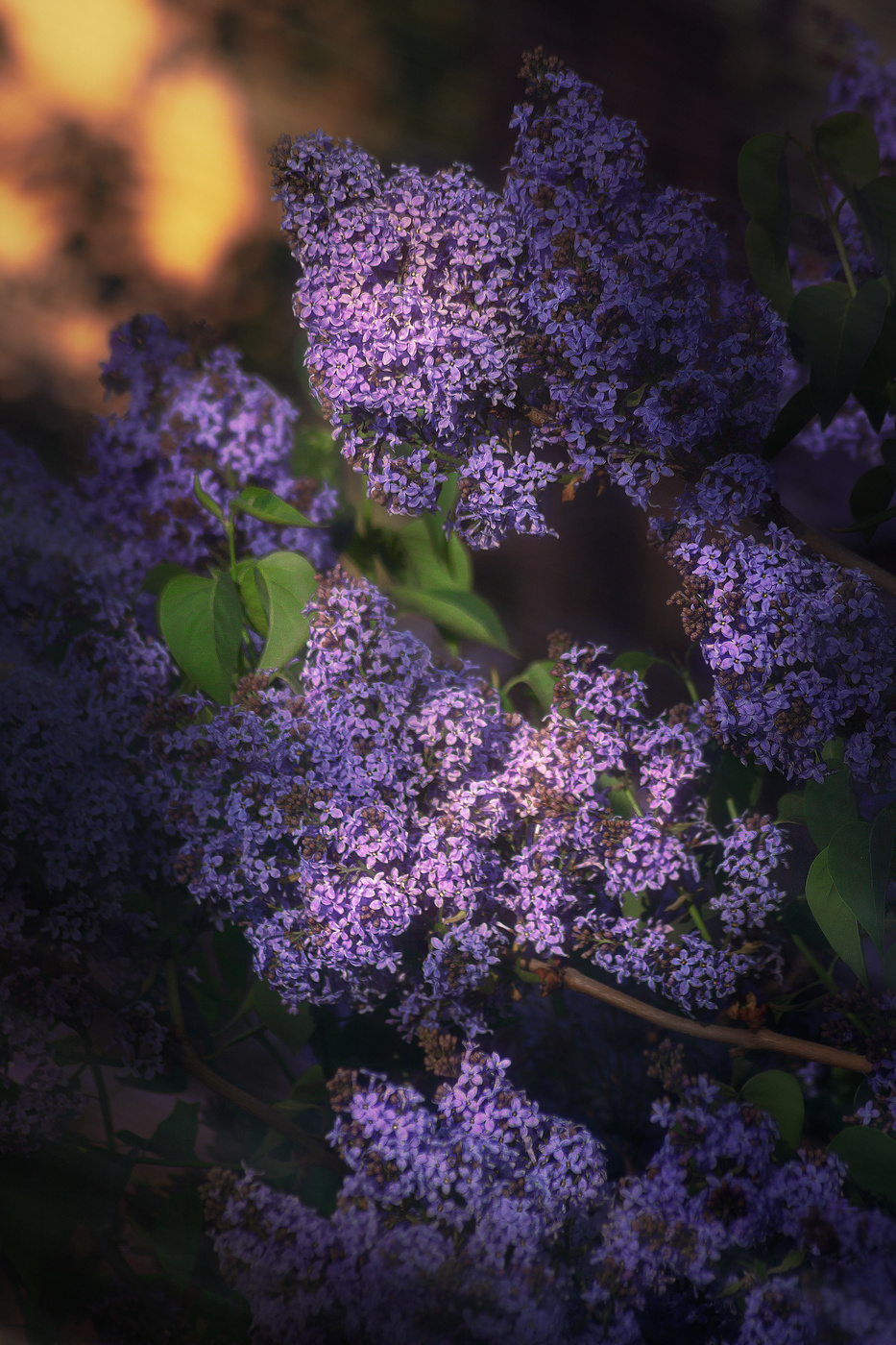 Распустилась и пахнет сирень.
