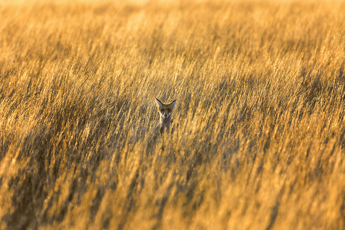 Кто там прячется в траве?