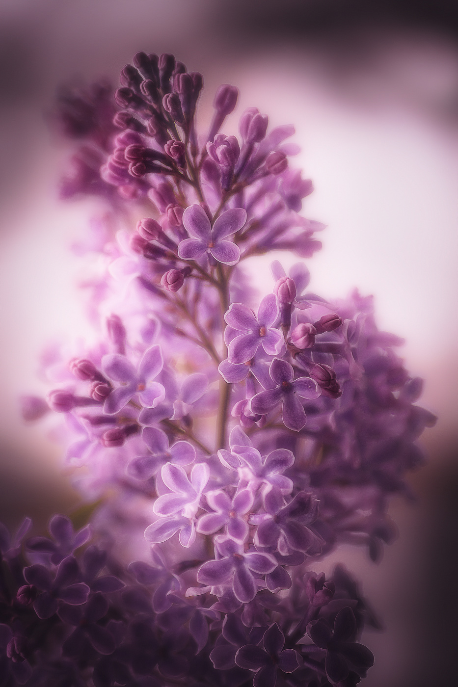 Ах зачем в этот ясный и солнечный день, распустилась и пахнет сирень.