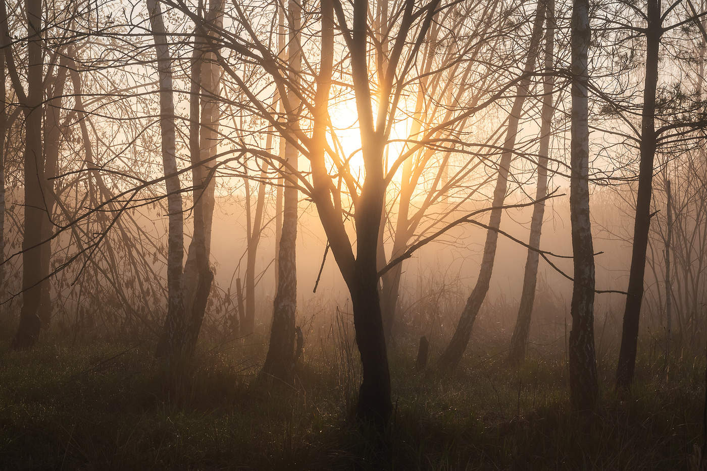 Майское утро