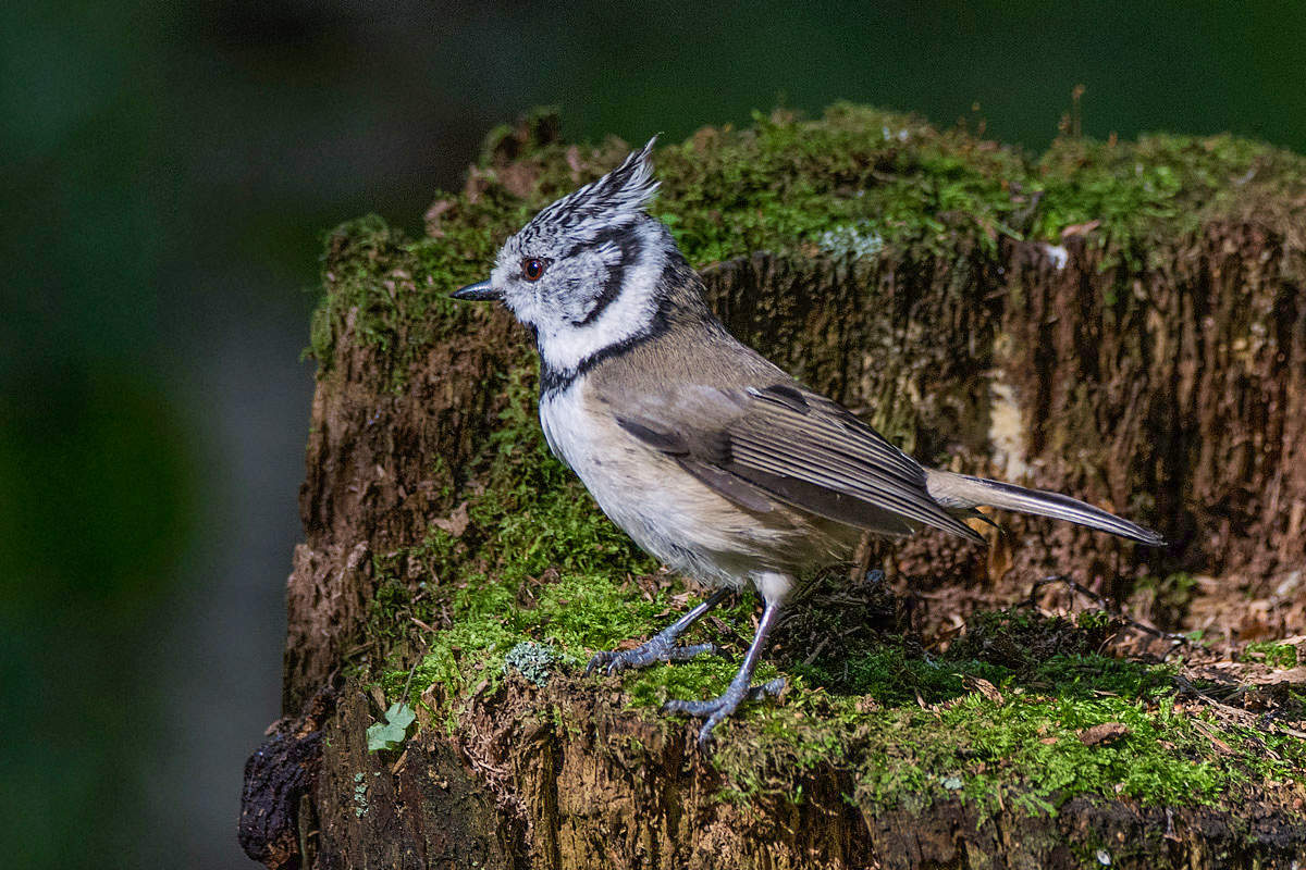 Гренадёрка.