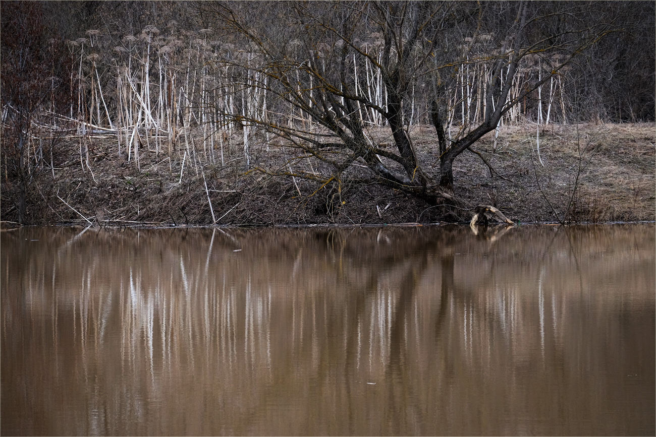 под молчаливыми ивами