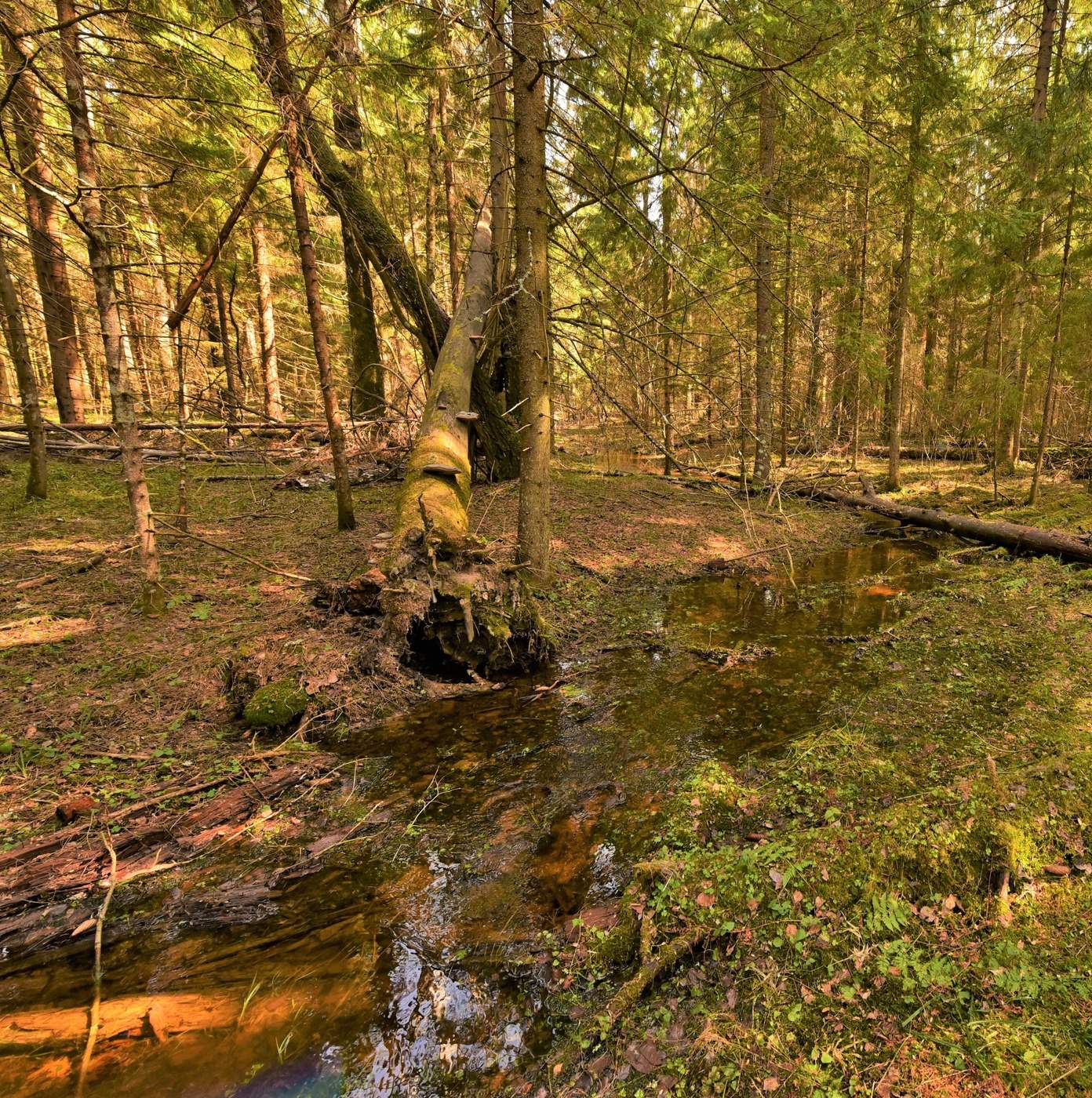 В хвойном лесу ...