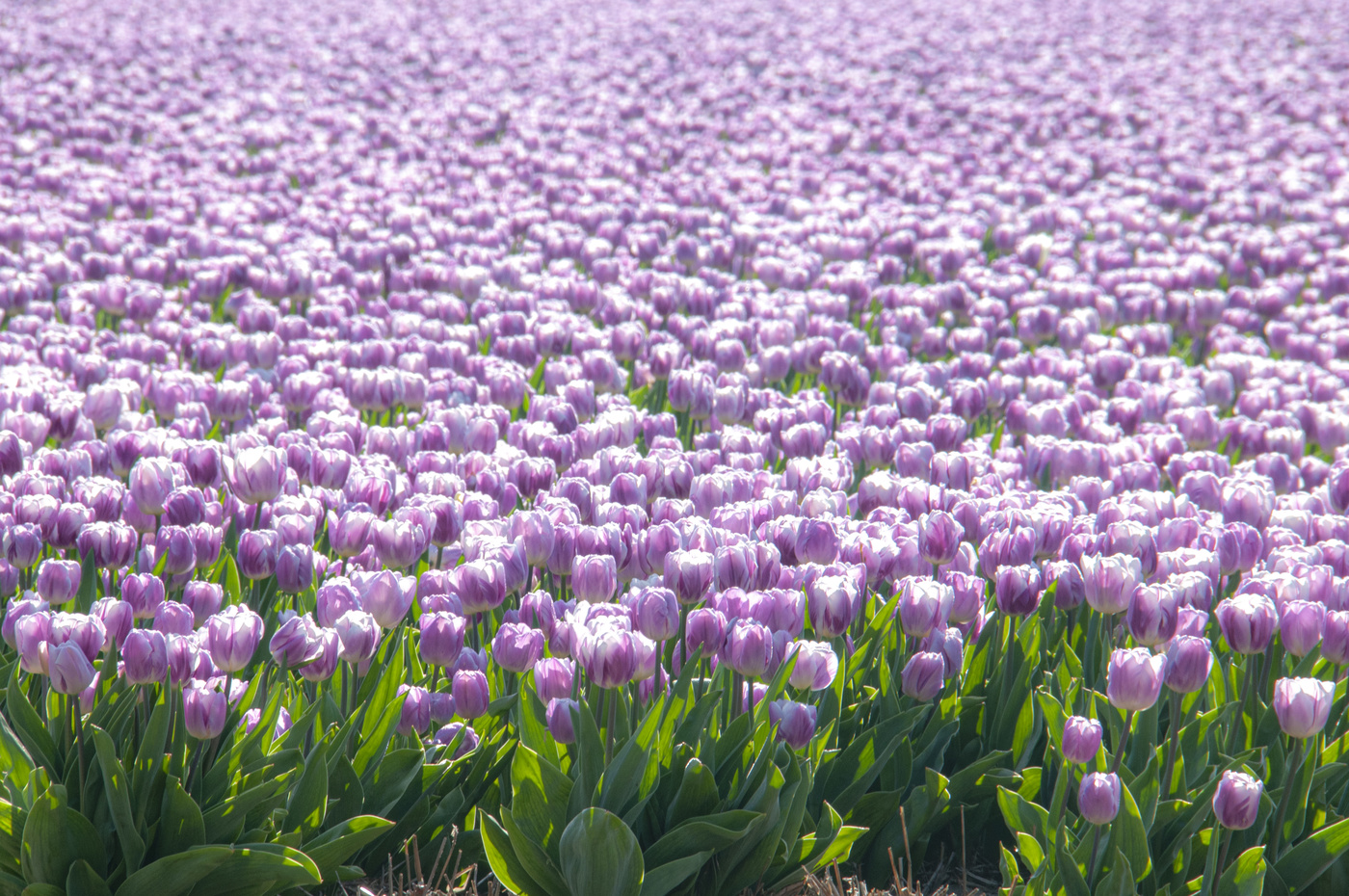 Тюльпановый рай