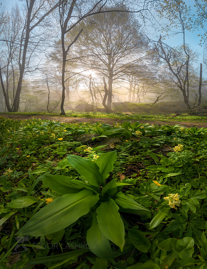 Весеннее пробуждение