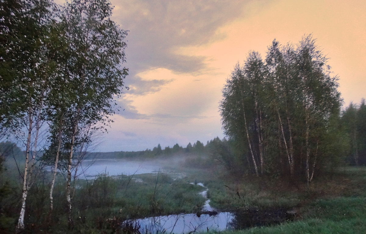 Майские берёзы приоделись зеленью