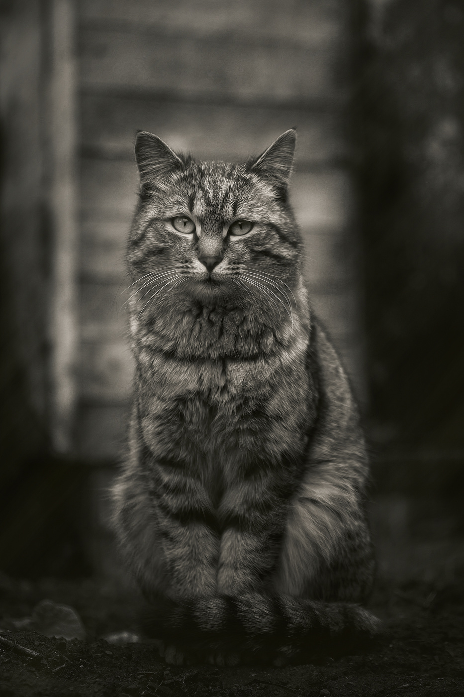 Котопортрет Элвиса.