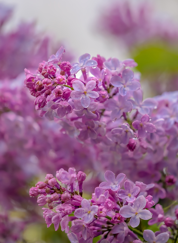 Запах сирени с дождём