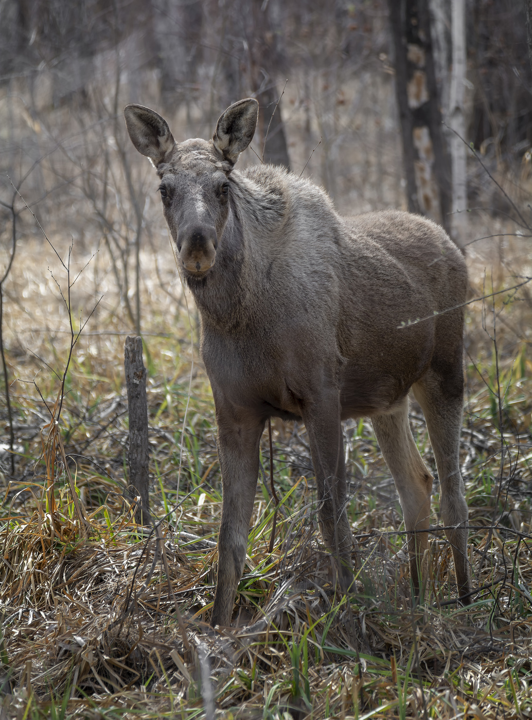 лось прошлогодка..