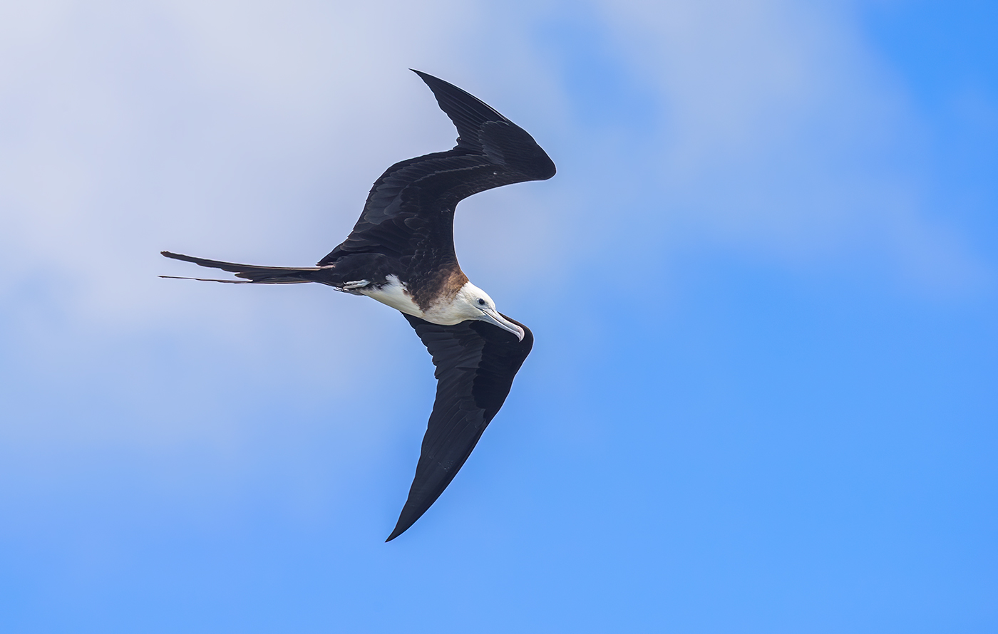 Magnificent frigatebird - Juvenile (stage 1)