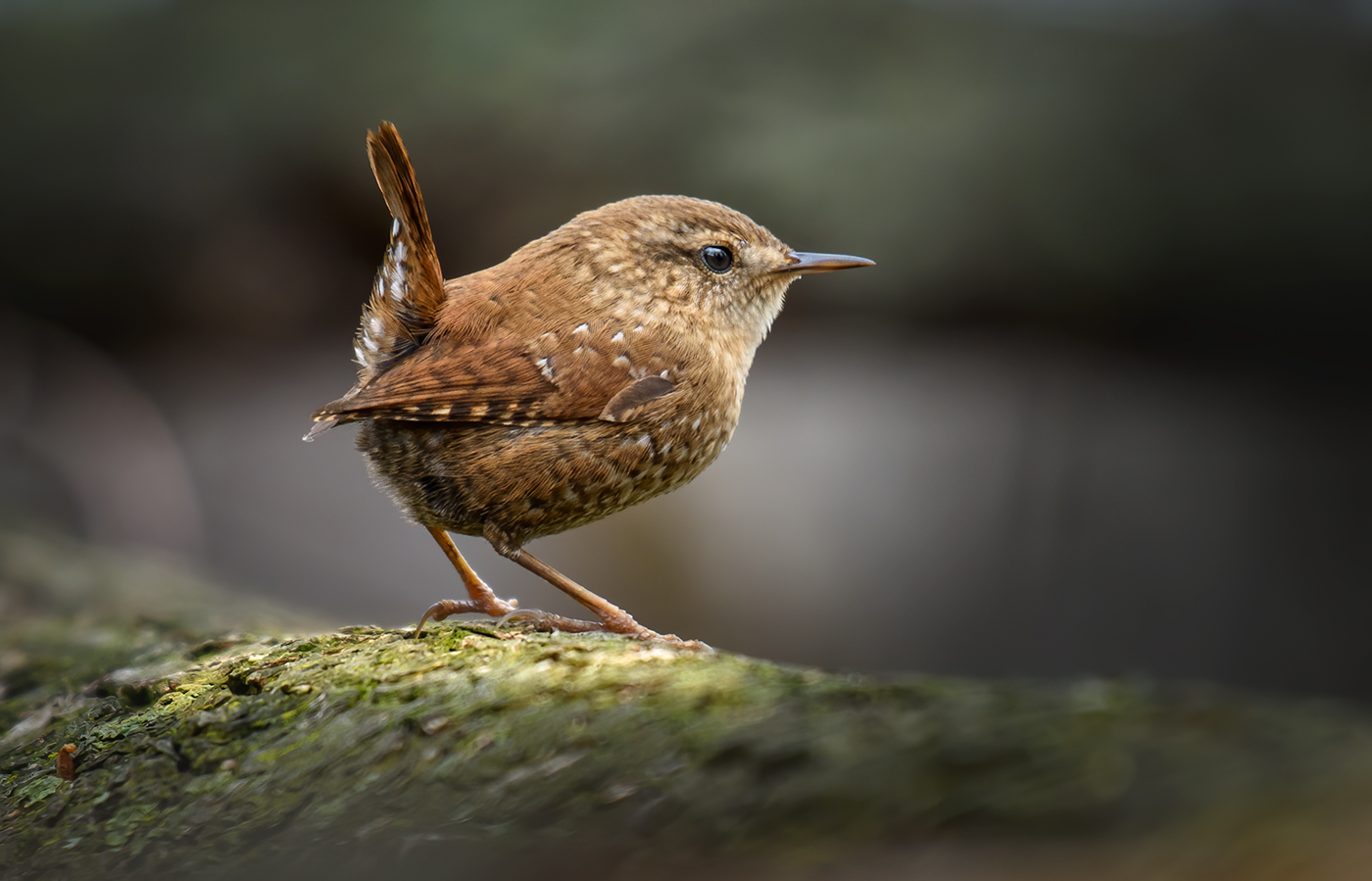 Winter wren