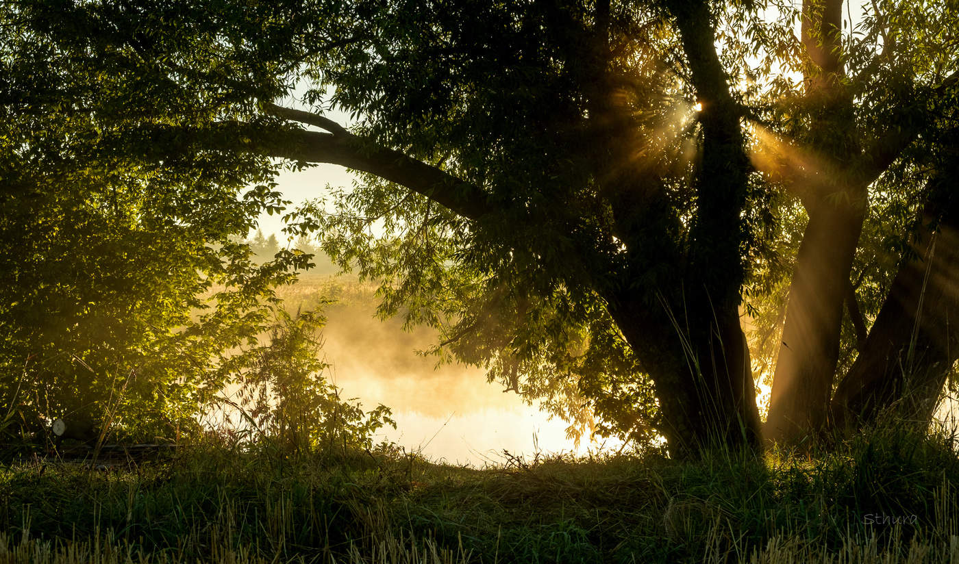 Ива у озера.