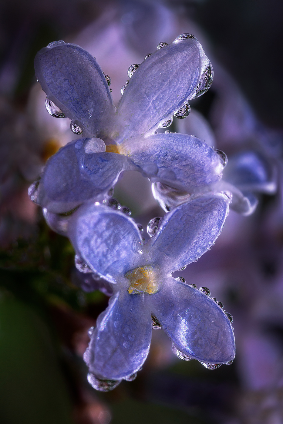 Цветёт сирень, благоухает ароматом...