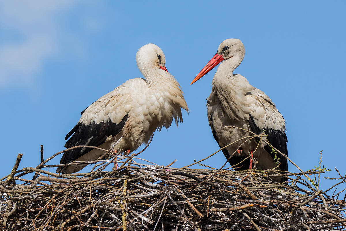 Признание в любви.