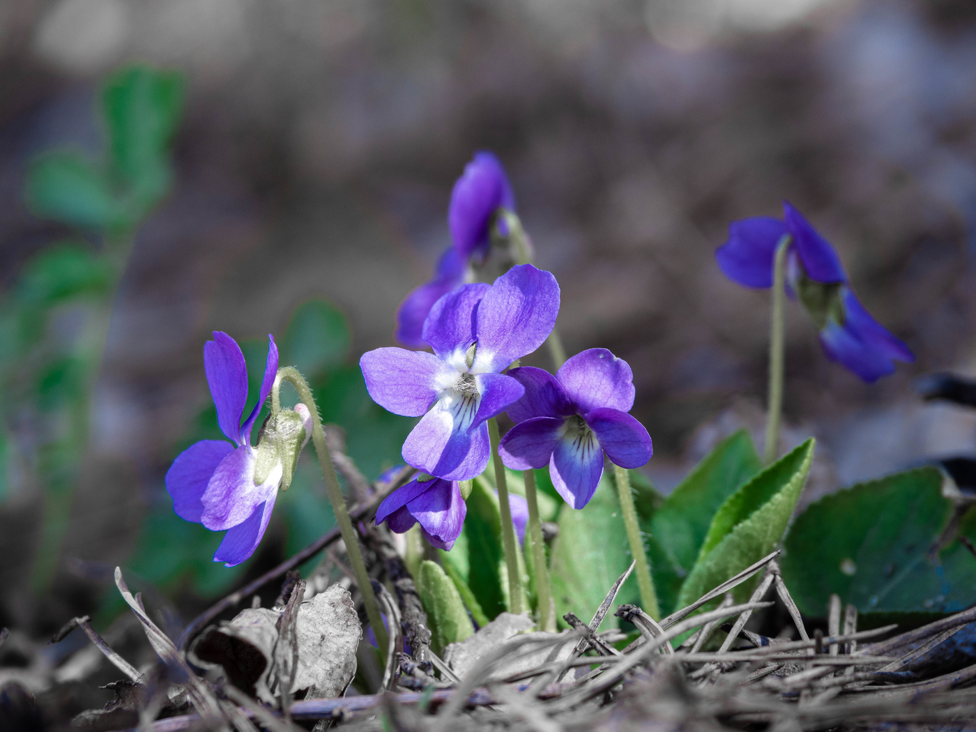 Весенние мотивы