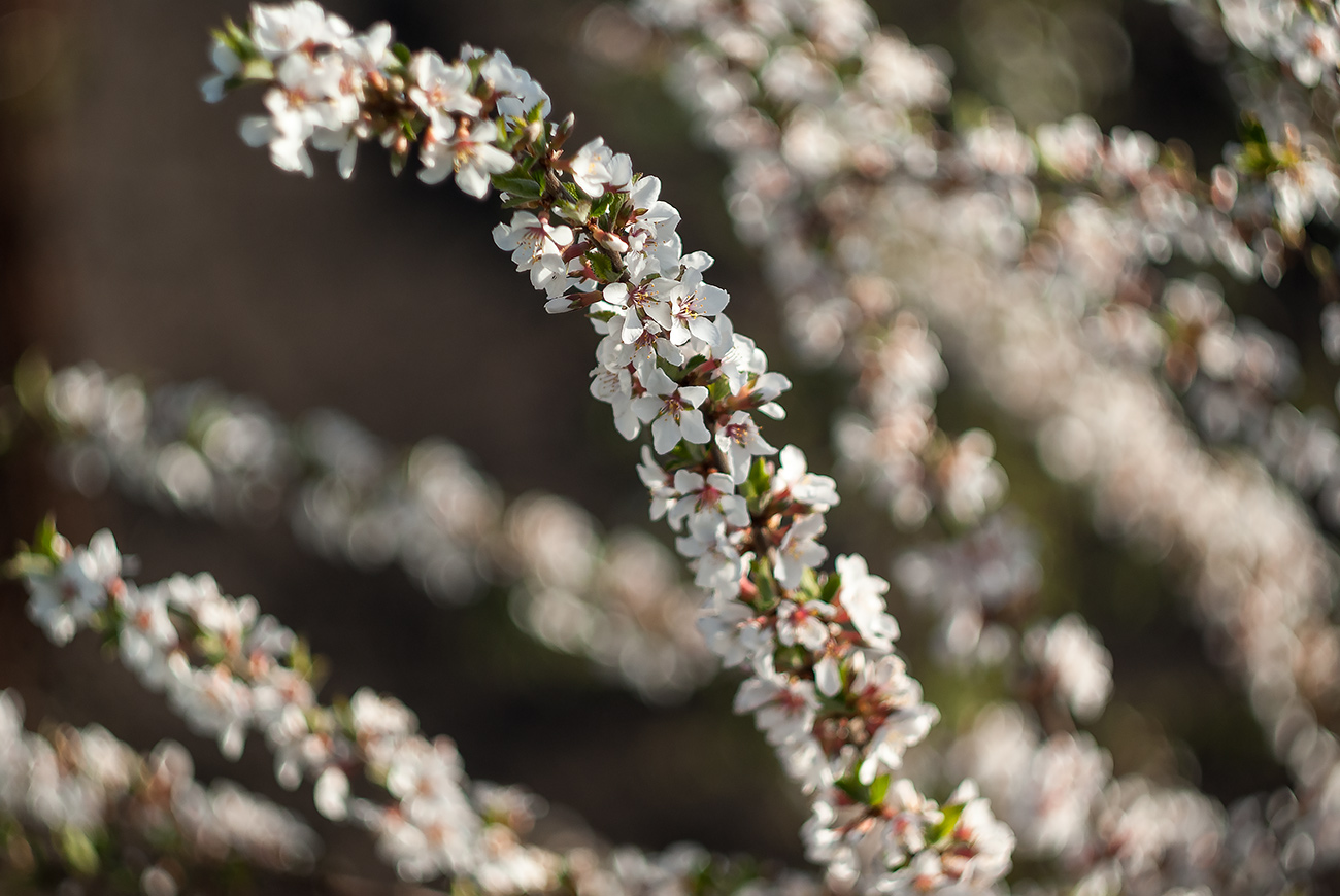 Буйство цвета