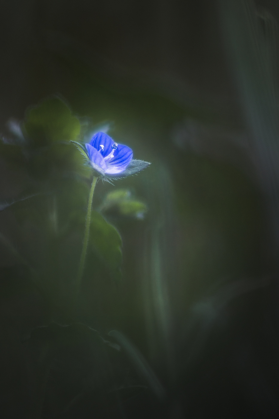 Сказочный цветочек.