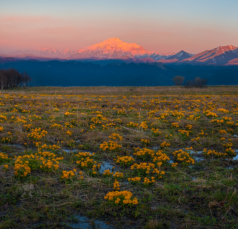 Цветение альпийских лугов на Кавказе
