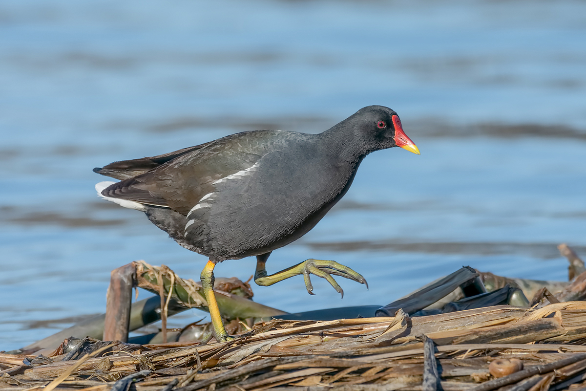 Дамские пальчики.