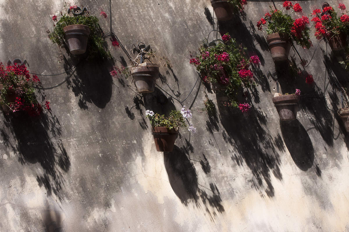 Горшки с цветами