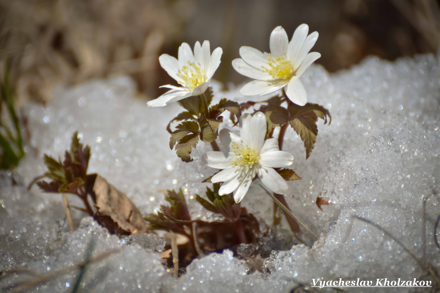 Цветут подснежинки