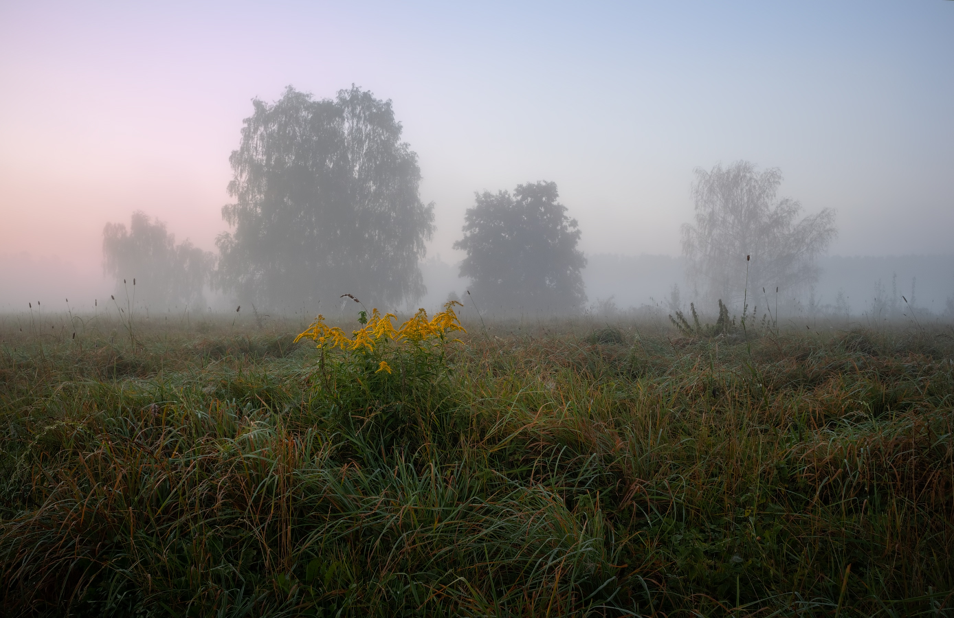 Полевой цветок