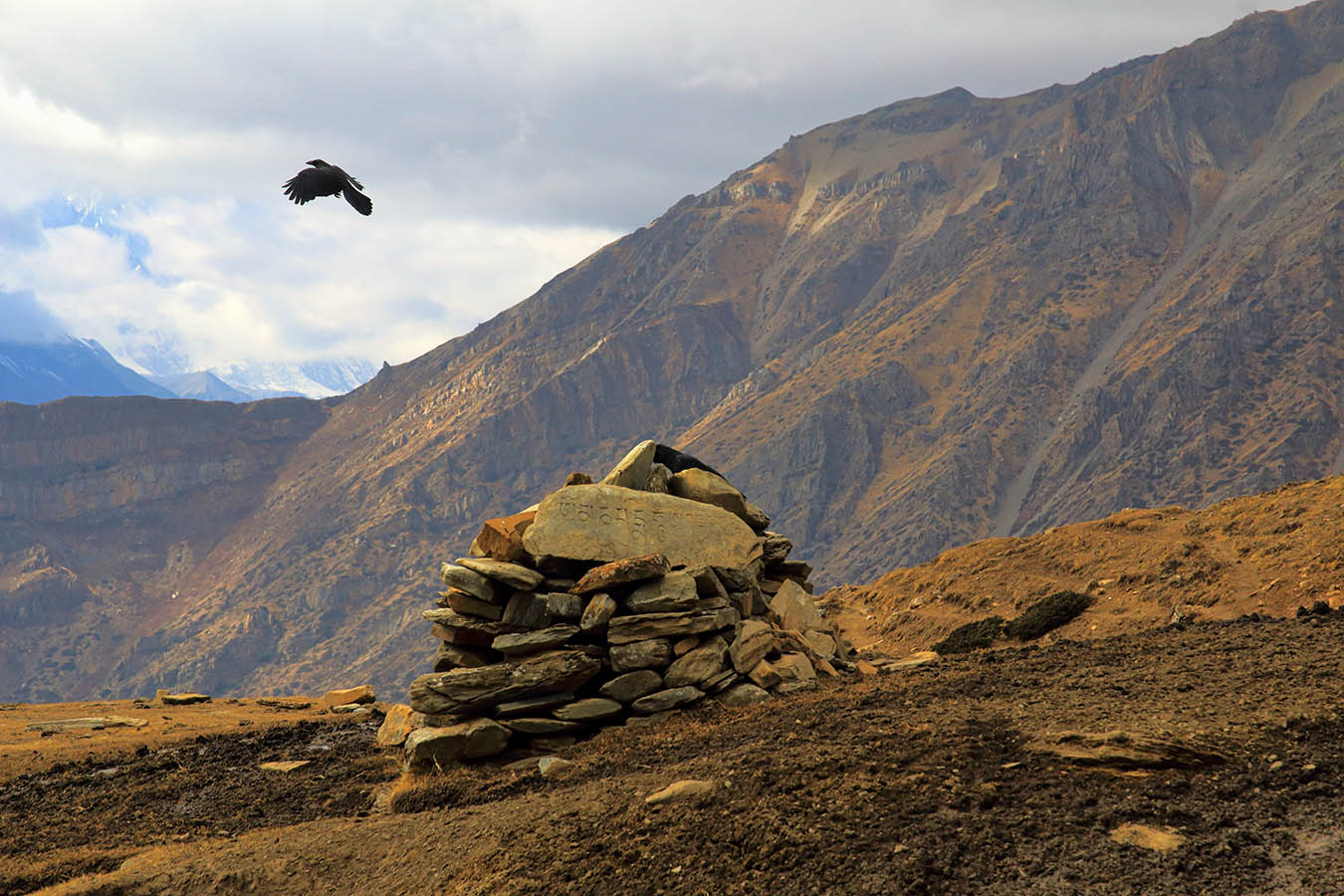 Ворон "вертикального взлета"