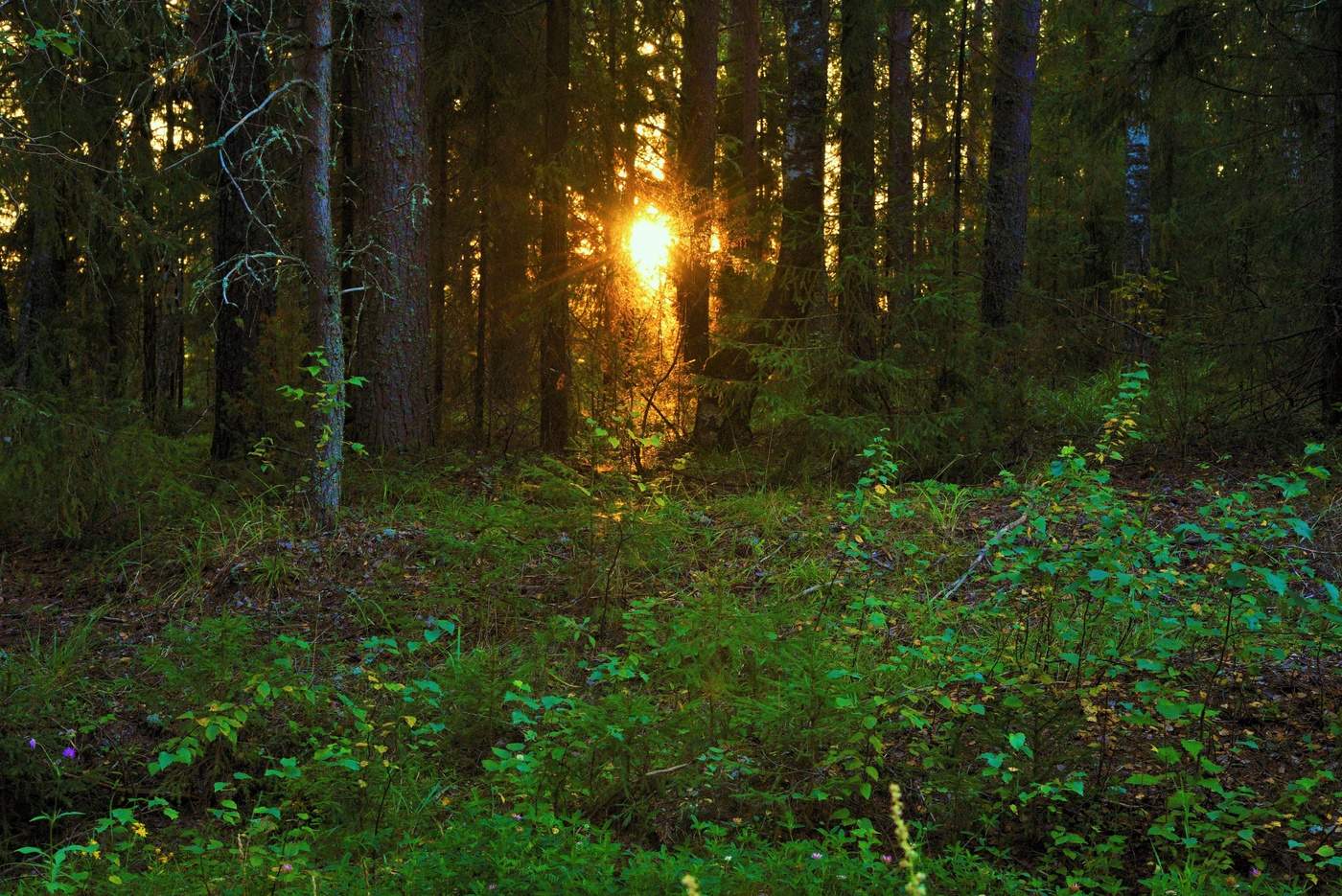 "День опрокинулся на спину - беспомощен, как черепаха..."