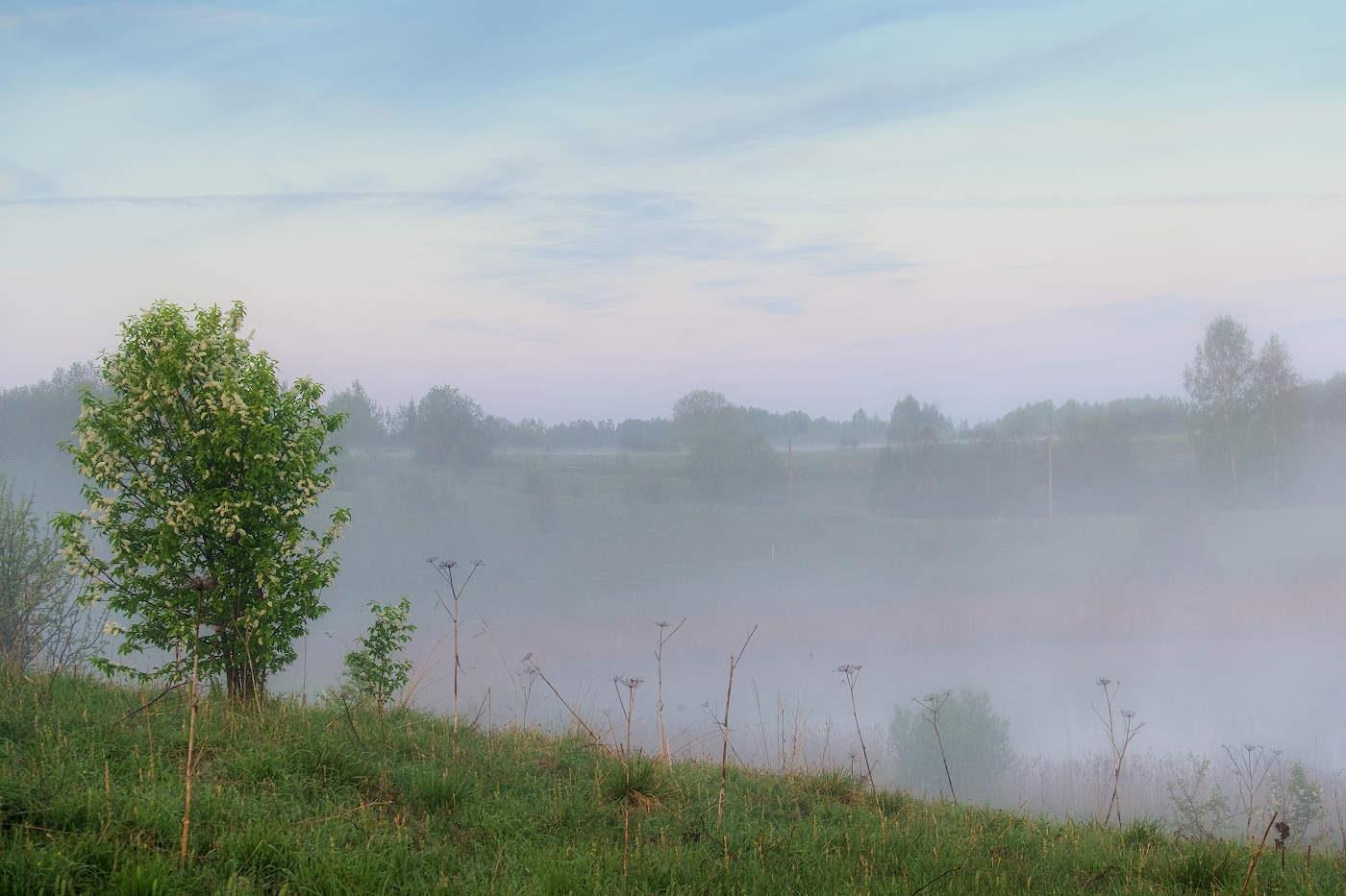 Белая черёмуха цветёт