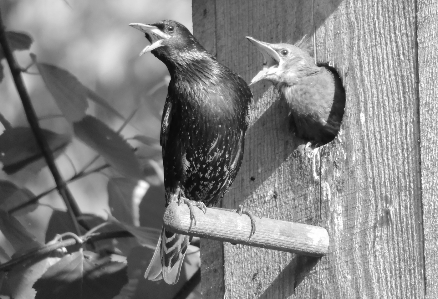 Весенней порой...