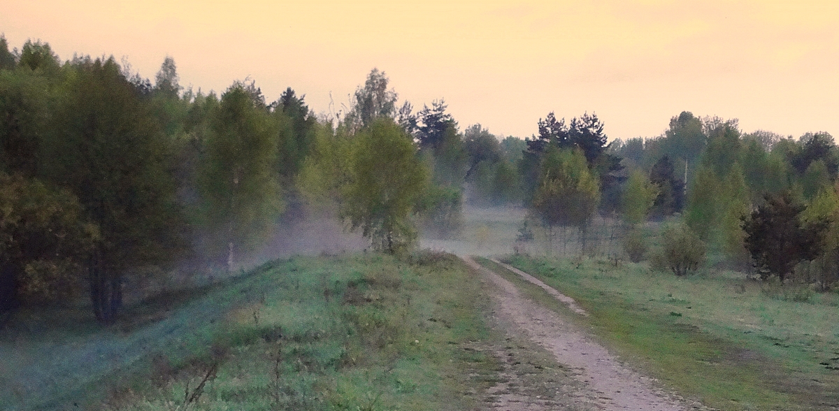 На опушке леса туман собирается