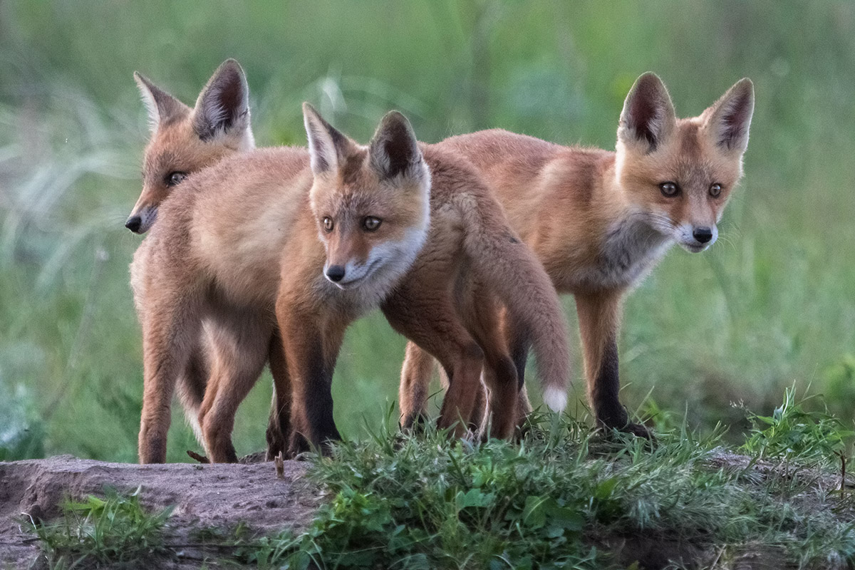 Насторожились