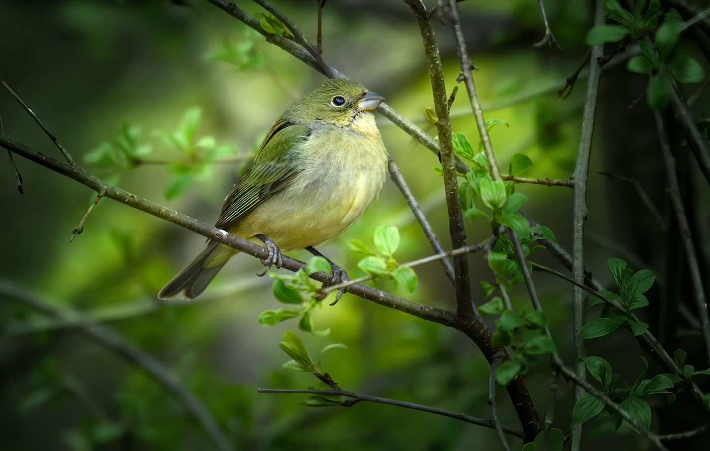 Painted Bunting (Passerina ciris) -female