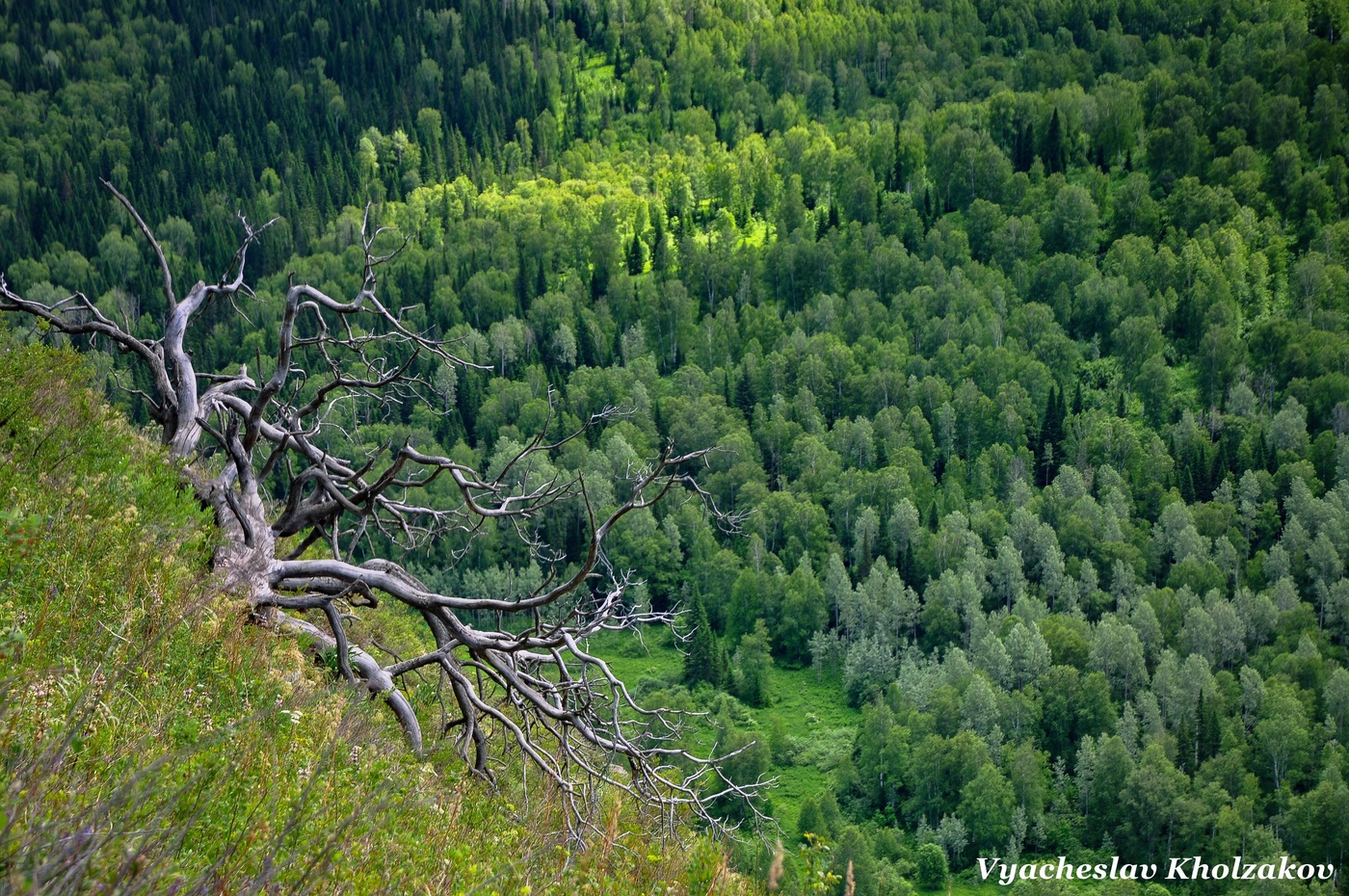 Старая сосна