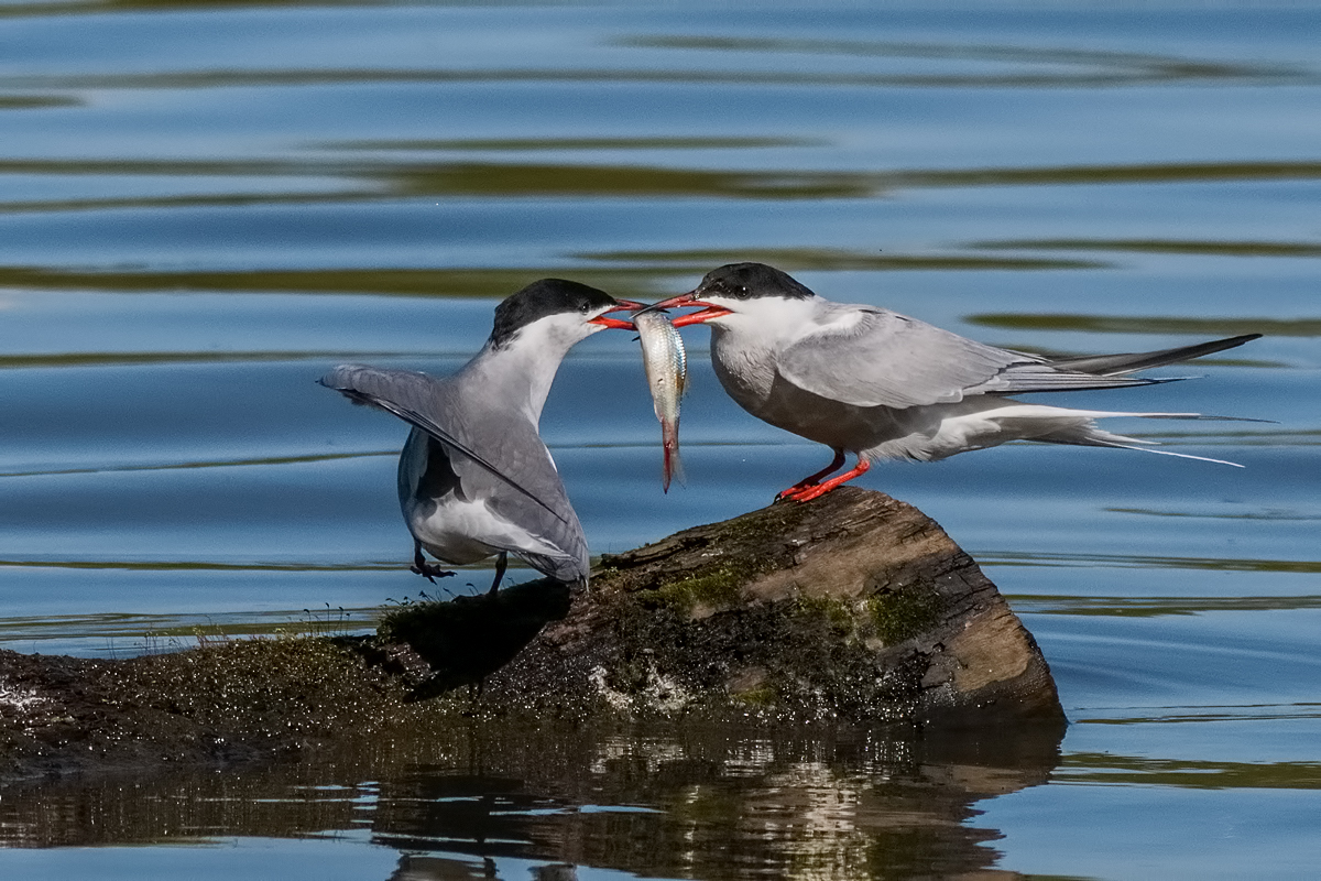 Речные крачки.