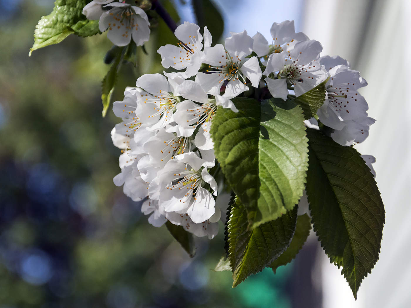 Черешневый цвет).