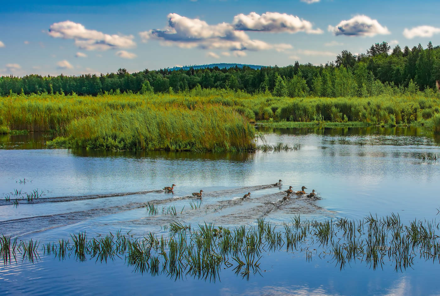 Утиные гонки
