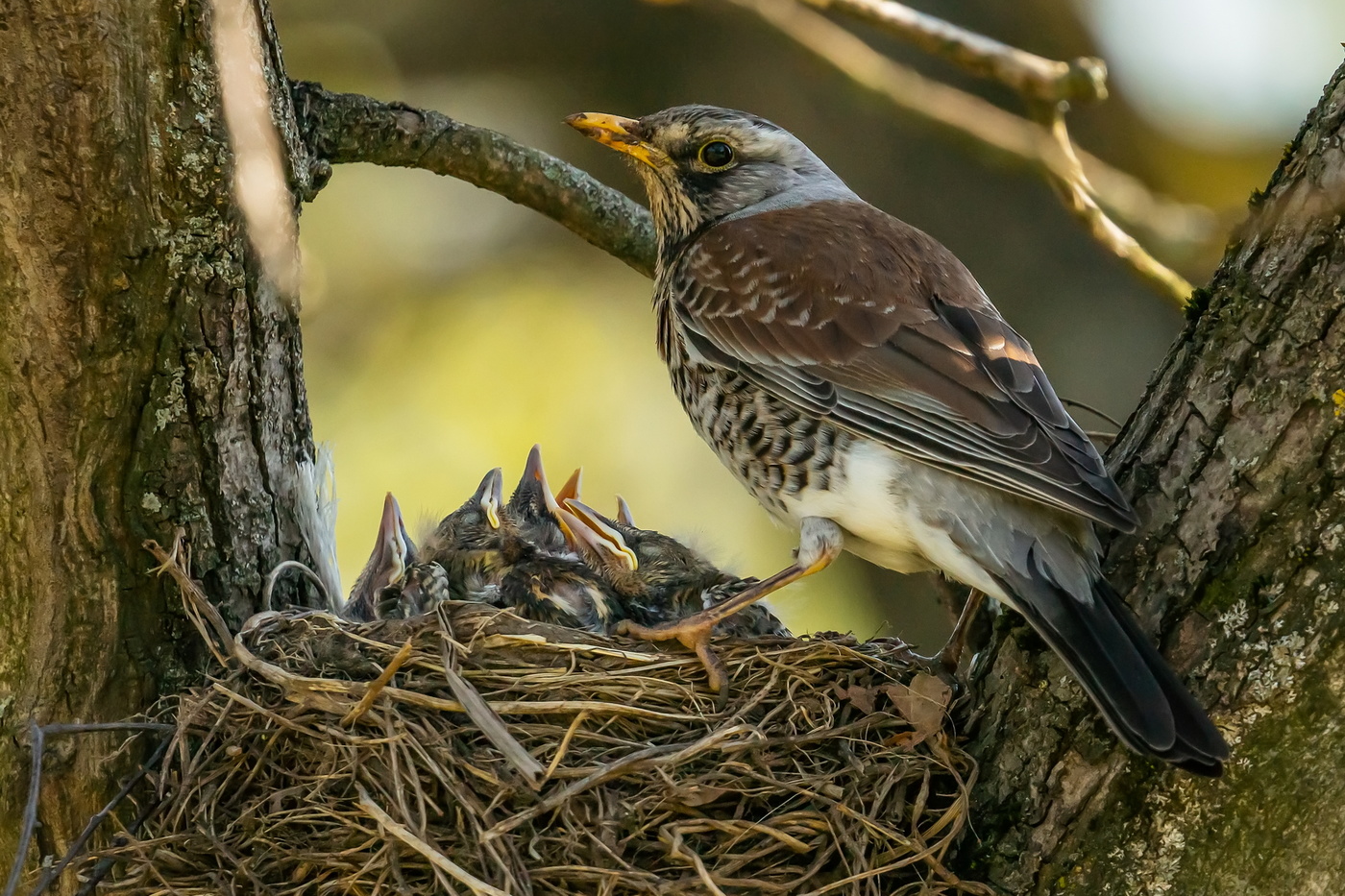 Большая семья