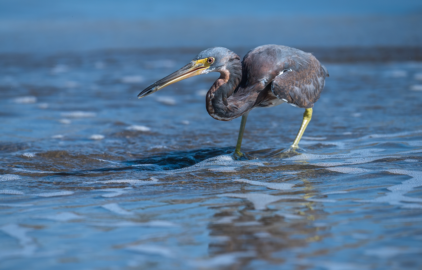Tricolored heron