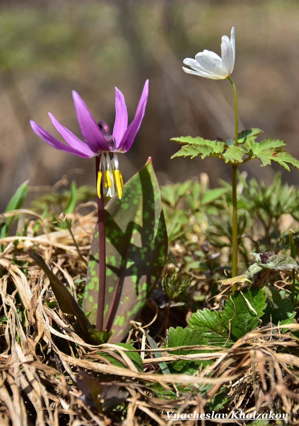 Кандык и подснежник
