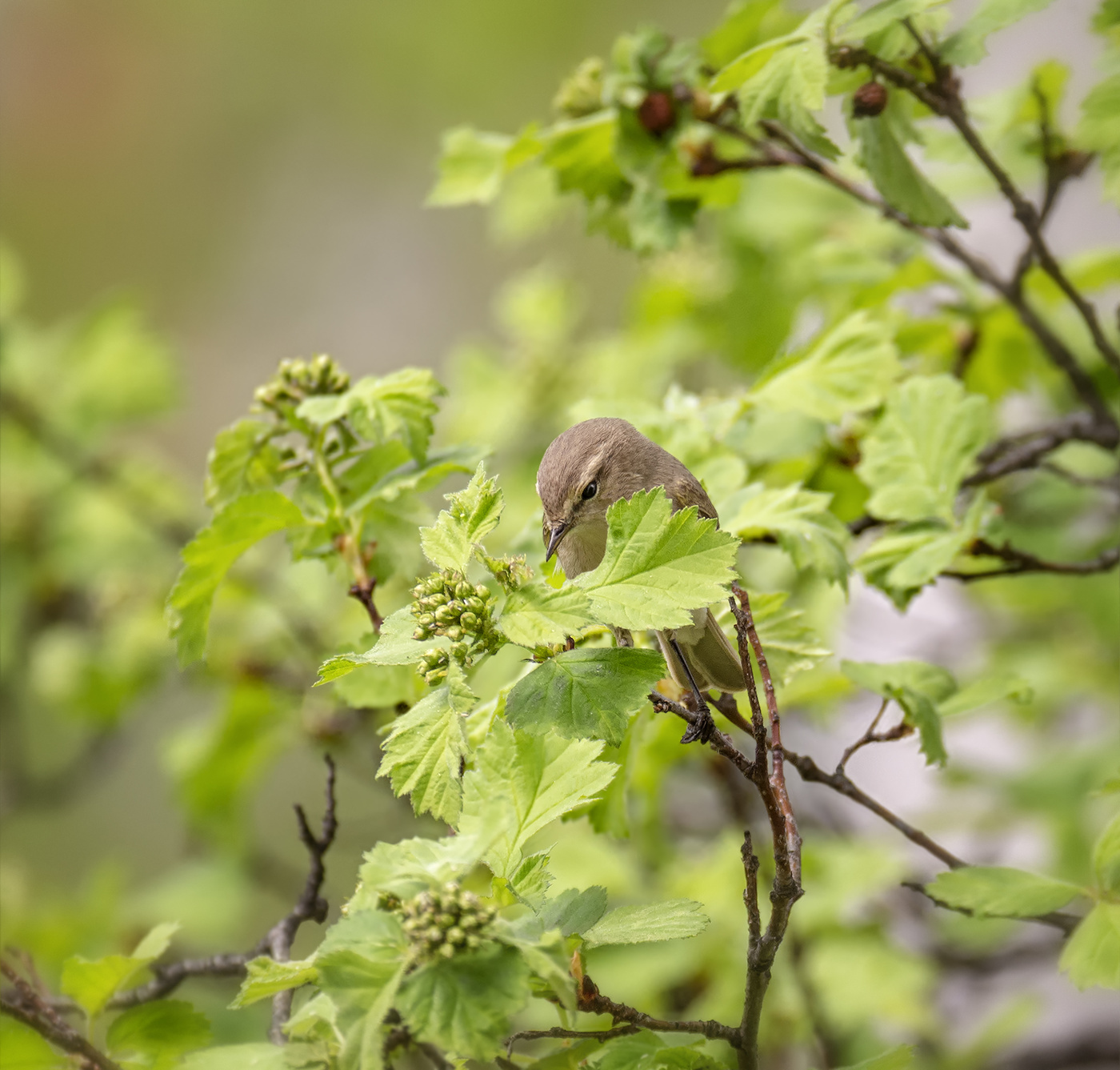 охотник за вредителями..