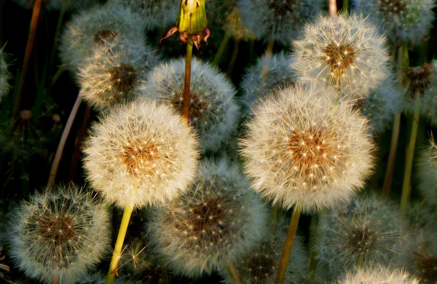 С Днем одуванчика!