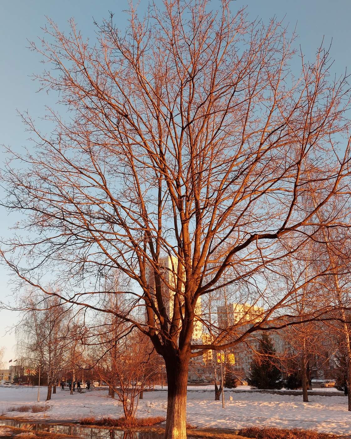 Скоро расцветёт
