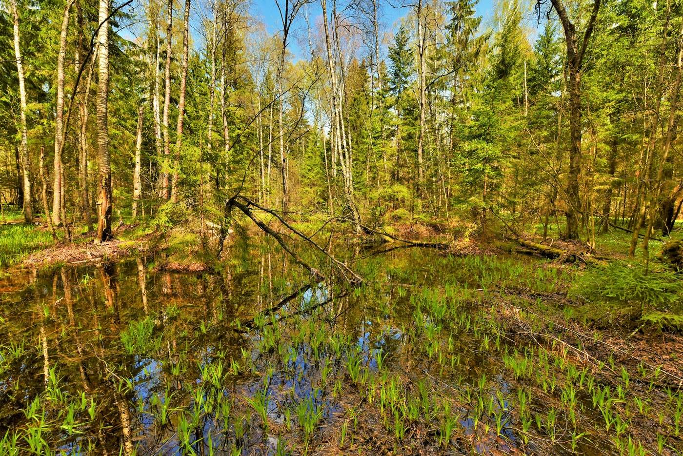 "Славит лес Весну - царевну ..."