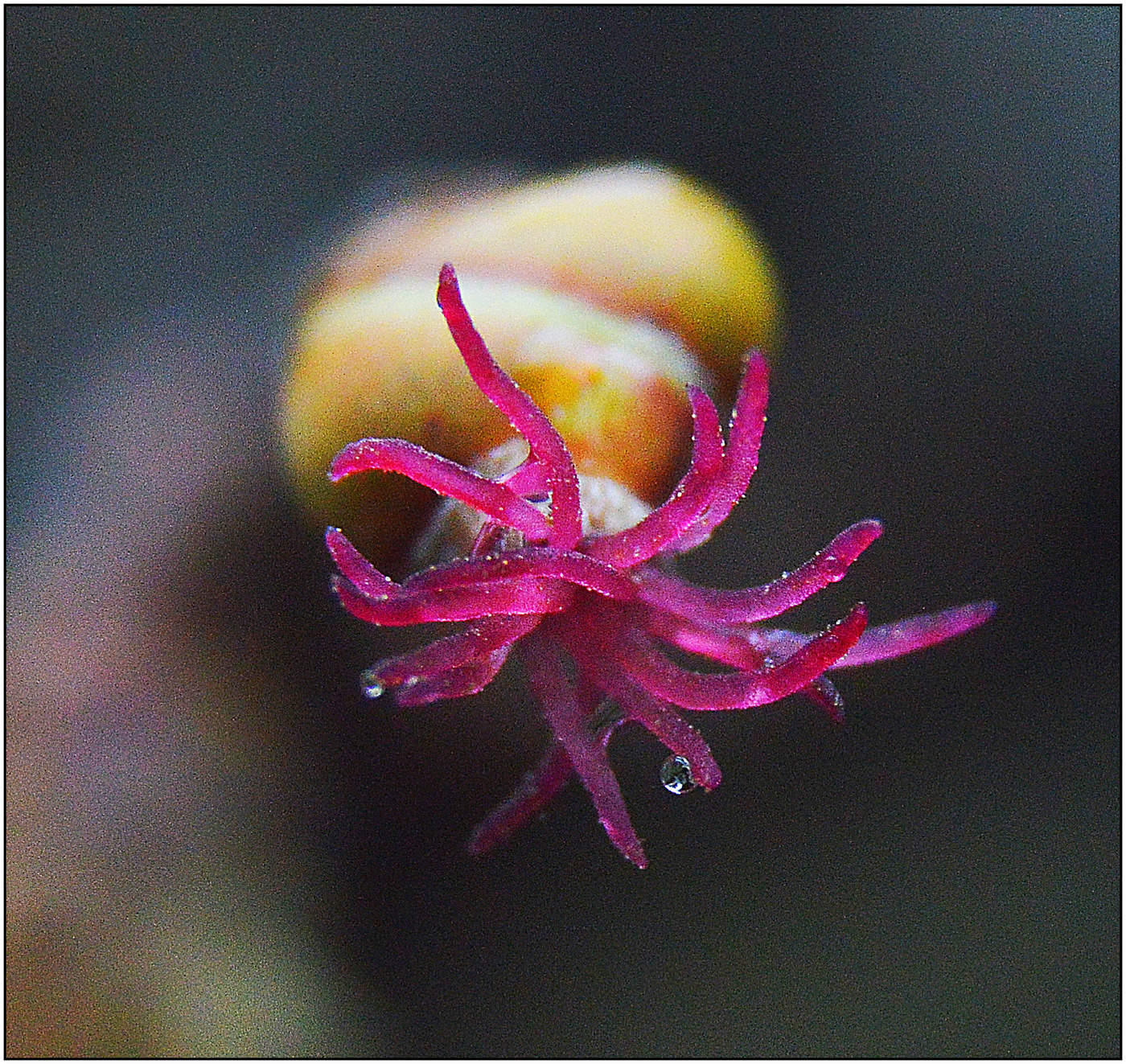 Сказки старого леса.