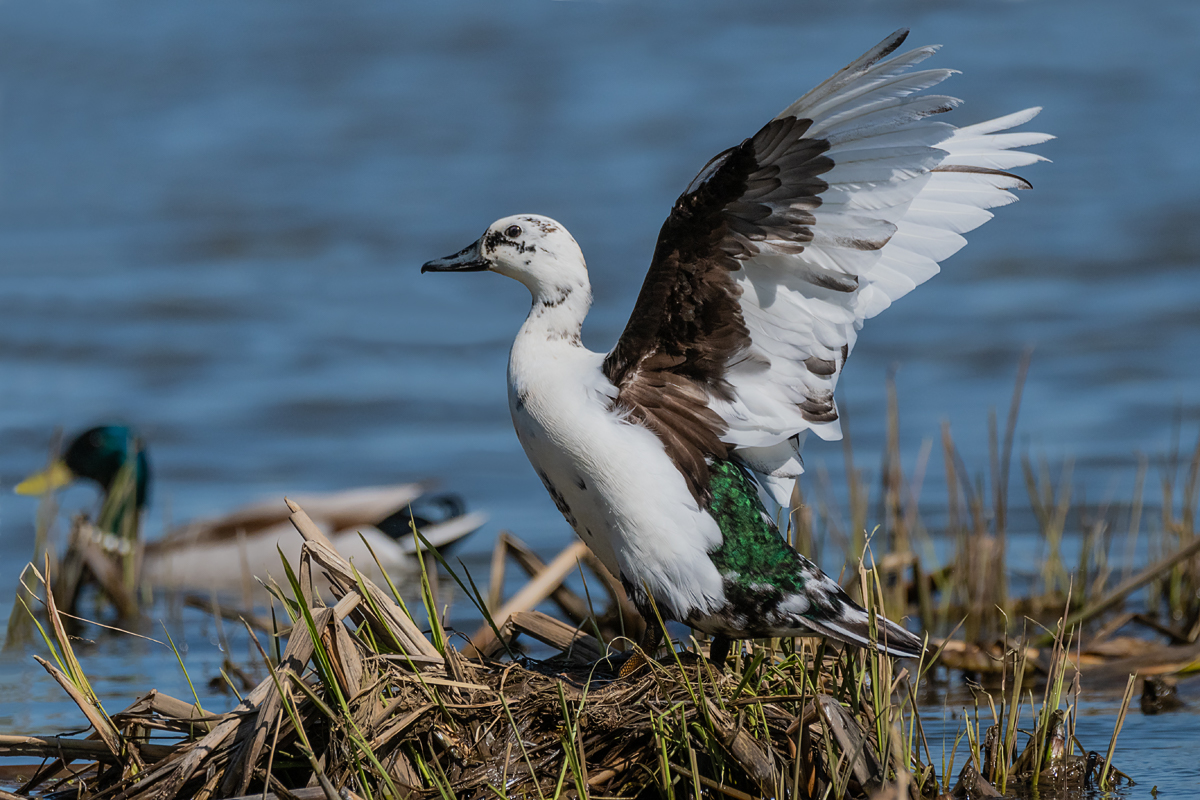 Кряква (селезень) альбинос.