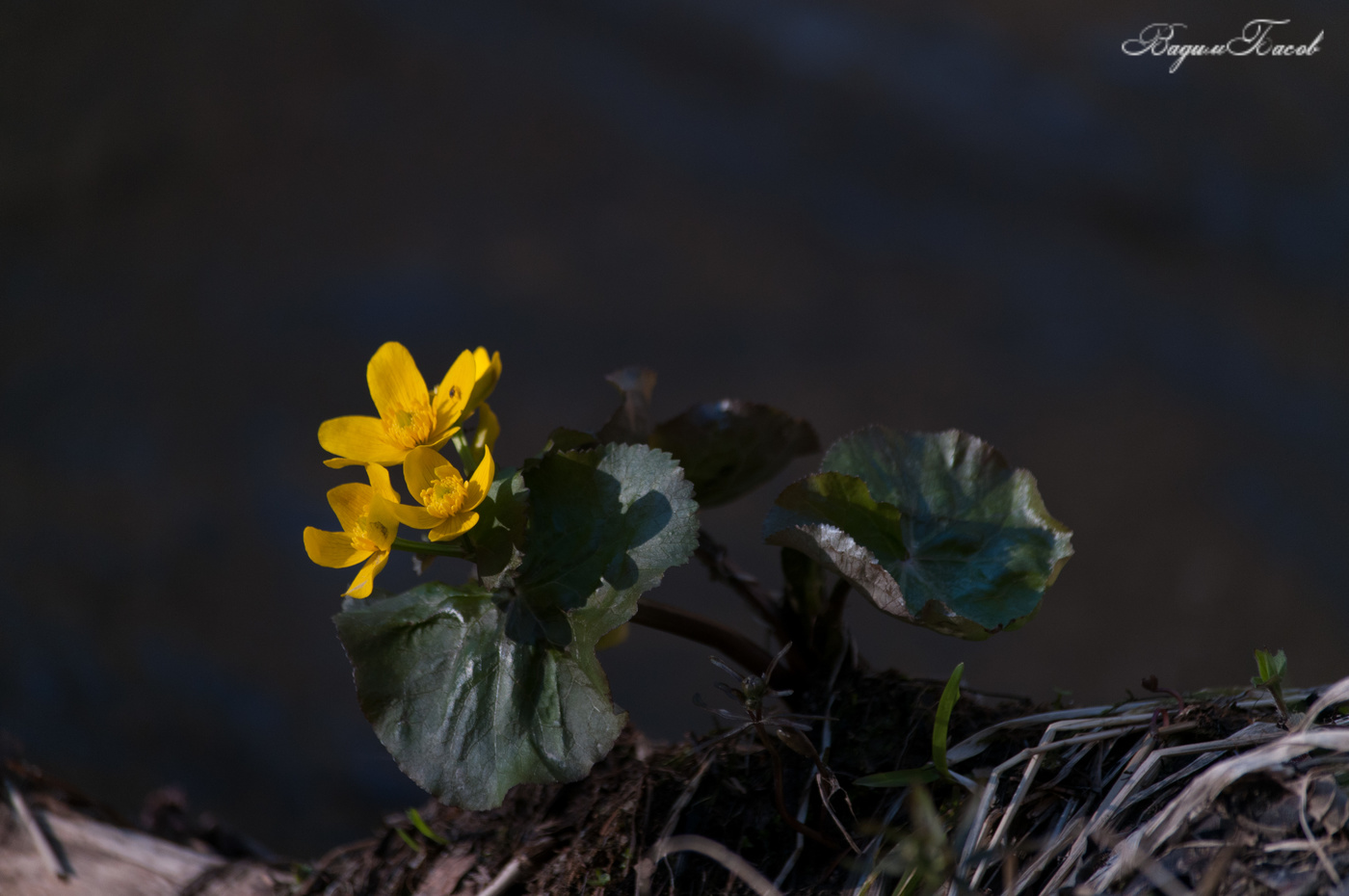 Калужница болотная.
