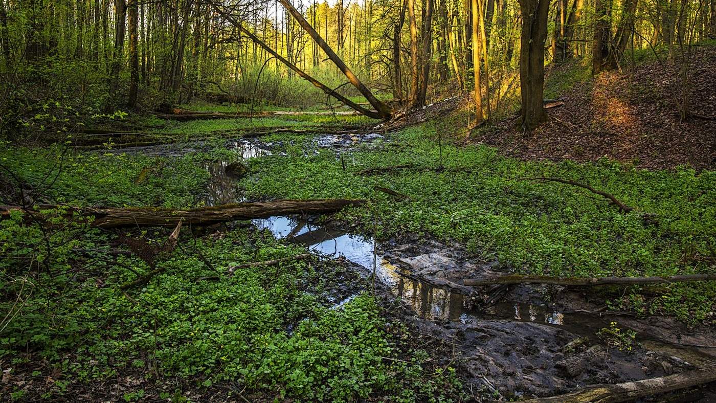 Весенний ручей