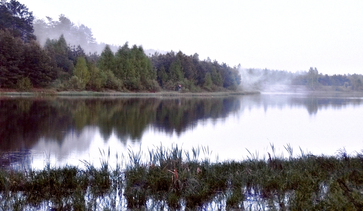 Майский туман вылазит из леса