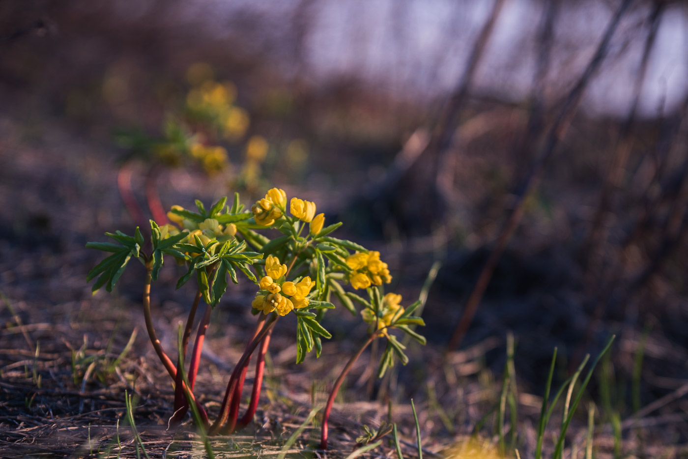 Леонтица алтайская
